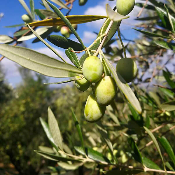 Friske oliven på træ